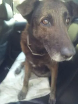 Cachorro raça sem raça definida idade 6 ou mais anos nome "florzinha"