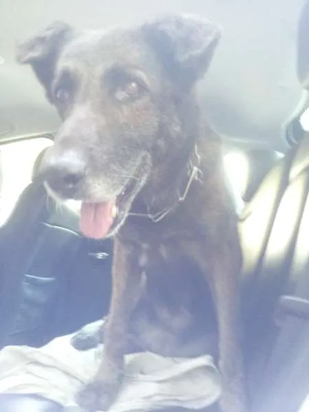 Cachorro raça sem raça definida idade 6 ou mais anos nome "florzinha"