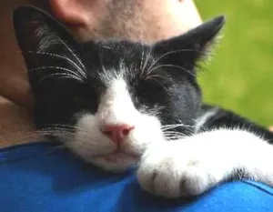 Gato raça SRD idade 2 a 6 meses nome sem nome