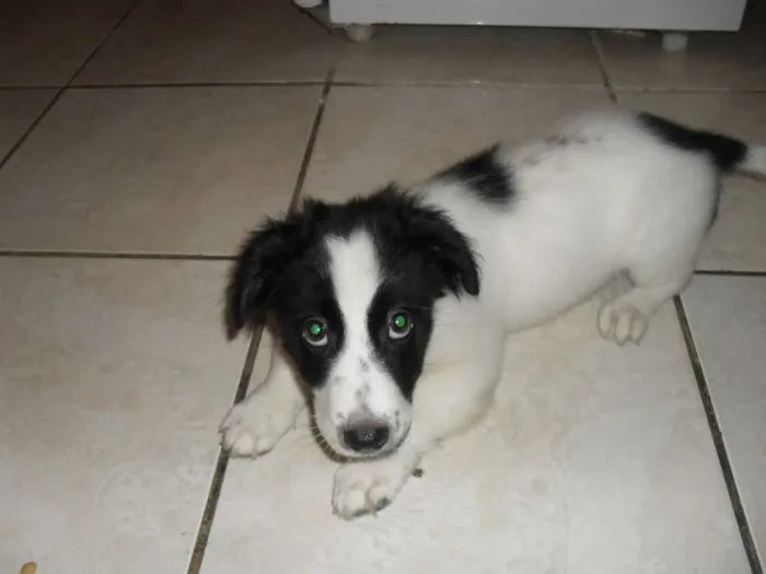 Cachorro ra a Maltês idade 2 anos nome BILLY