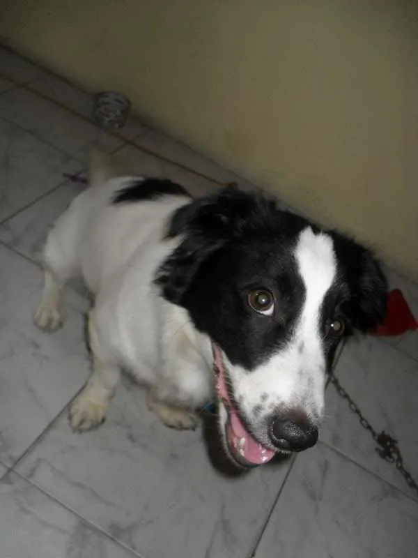 Cachorro ra a Maltês idade 2 anos nome BILLY