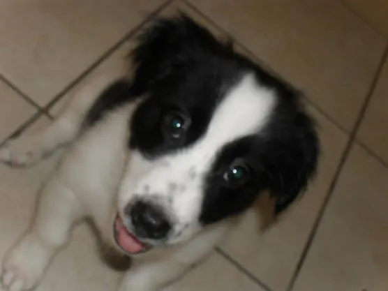 Cachorro ra a Maltês idade 2 anos nome BILLY