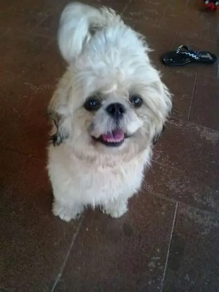 Cachorro ra a  Shih Tzu idade 1 ano nome sumg GRATIFICA