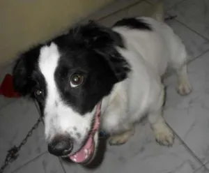 Cachorro raça Maltês idade 2 anos nome BILLY