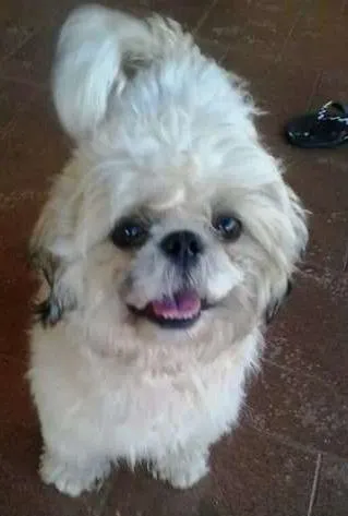 Cachorro ra a  Shih Tzu idade 1 ano nome sumg GRATIFICA