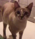 Mimi