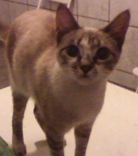 Gato ra a Sialata idade 2 a 6 meses nome Mimi