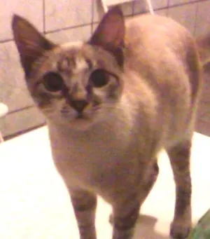 Gato raça Sialata idade 2 a 6 meses nome Mimi
