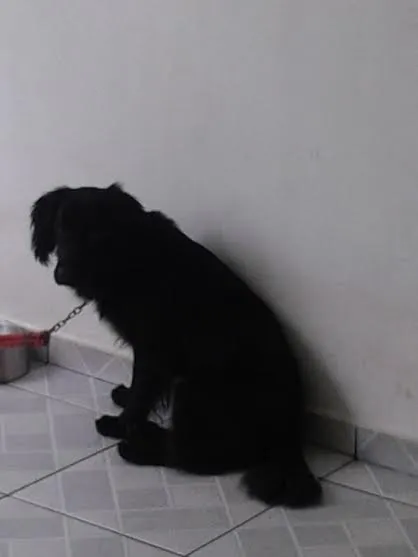 Cachorro ra a Labrador idade 2 anos nome Stive