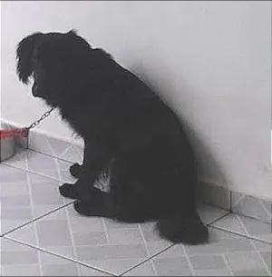 Cachorro raça Labrador idade 2 anos nome Stive