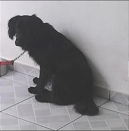 Cachorro ra a Labrador idade 2 anos nome Stive