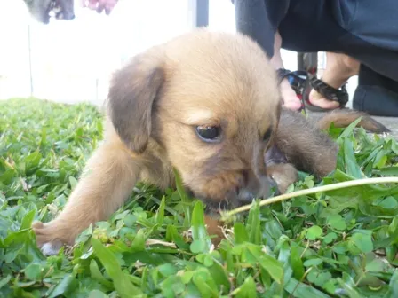 Cachorro ra a vira lata idade 2 a 6 meses nome gary