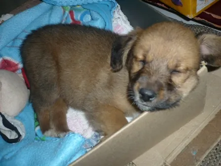 Cachorro ra a vira lata idade 2 a 6 meses nome gary