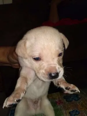Cachorro raça SRD idade Abaixo de 2 meses nome sem nome