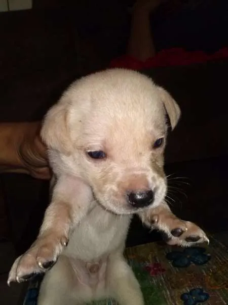 Cachorro ra a SRD idade Abaixo de 2 meses nome sem nome