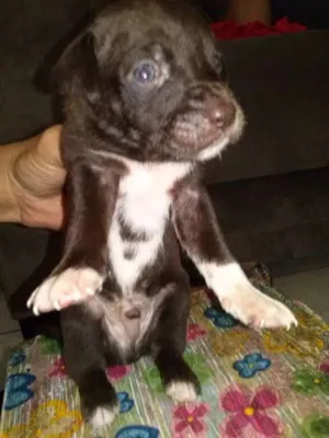 Cachorro raça SRD idade Abaixo de 2 meses nome sem nome