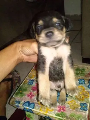 Cachorro raça SRD idade Abaixo de 2 meses nome sem nome