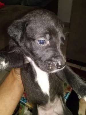 Cachorro raça SRD idade Abaixo de 2 meses nome sem nome