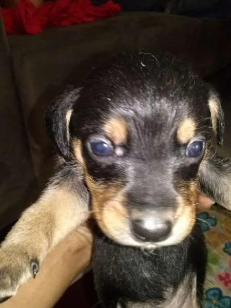 Cachorro ra a SRD idade Abaixo de 2 meses nome sem nome