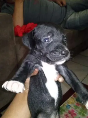 Cachorro raça SRD idade Abaixo de 2 meses nome sem nome