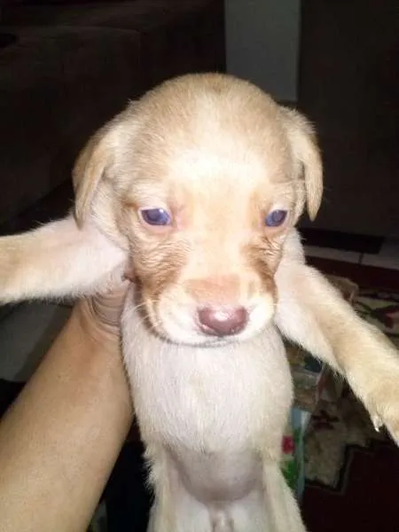 Cachorro ra a SRD idade Abaixo de 2 meses nome sem nome
