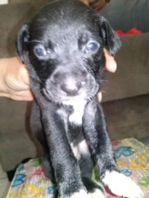 Cachorro raça SRD idade Abaixo de 2 meses nome sem nome