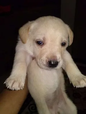Cachorro raça SRD idade Abaixo de 2 meses nome sem nome
