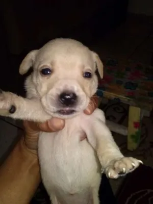 Cachorro raça SRD idade Abaixo de 2 meses nome sem nome
