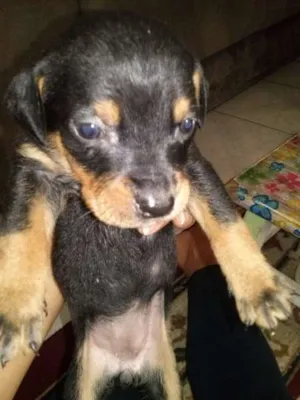 Cachorro raça SRD idade Abaixo de 2 meses nome sem nome