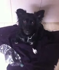 Cachorro raça srd idade 1 ano nome Shakira