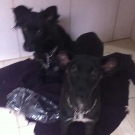 Cachorro ra a srd idade 1 ano nome Shakira