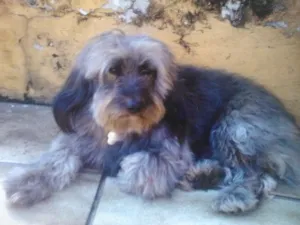 Cachorro raça poodle  idade 6 ou mais anos nome Guga GRATIFICA