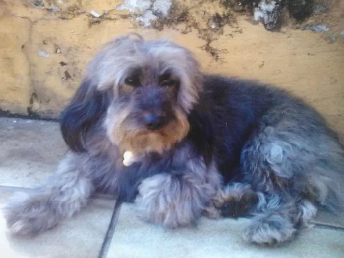 Cachorro raça poodle  idade 6 ou mais anos nome Guga GRATIFICA