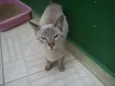 Lilica