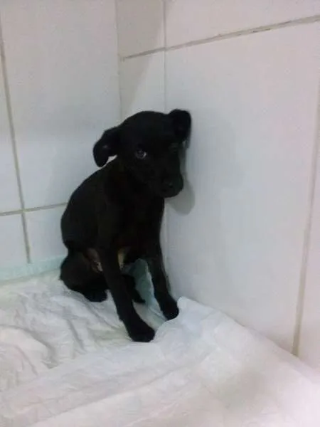 Cachorro ra a SRD idade 2 a 6 meses nome Luna e Lilica 