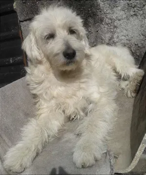 Cachorro raça SRD idade 4 anos nome Massa