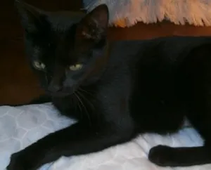 Gato raça SRD idade 7 a 11 meses nome Tina