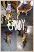 Candy