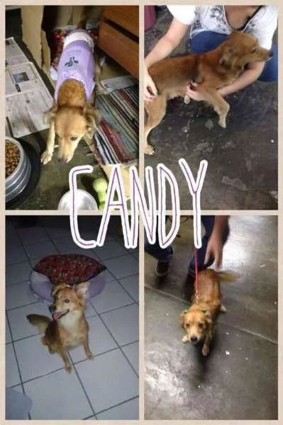 Cachorro ra a SRD idade 3 anos nome Candy