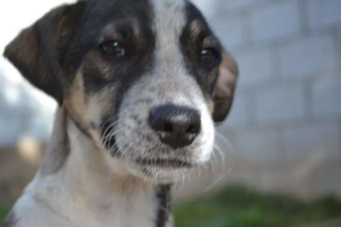 Cachorro ra a SRD idade 2 a 6 meses nome SNIFF - Filhotinho 