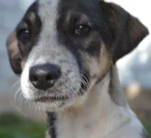 Cachorro raça SRD idade 2 a 6 meses nome SNIFF - Filhotinho 