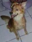 Cachorro raça SRD idade 3 anos nome Candy