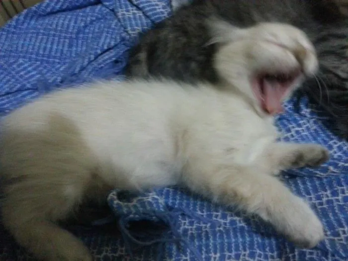 Gato ra a  idade Abaixo de 2 meses nome branquinha