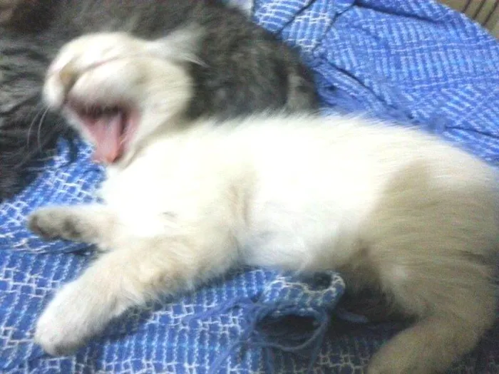 Gato ra a  idade Abaixo de 2 meses nome branquinha