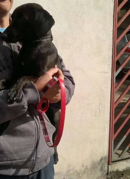 Cachorro ra a SRD idade 2 anos nome Laila