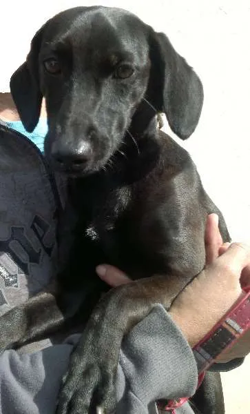 Cachorro ra a SRD idade 2 anos nome Laila
