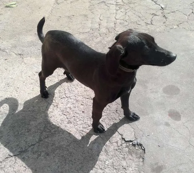 Cachorro ra a SRD idade 2 anos nome Laila
