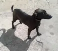 Laila