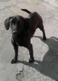 Laila