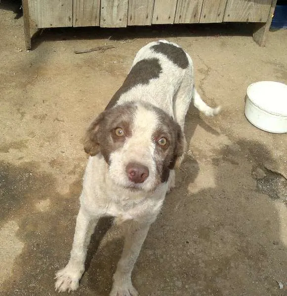 Cachorro ra a SRD idade 1 ano nome Caramelo